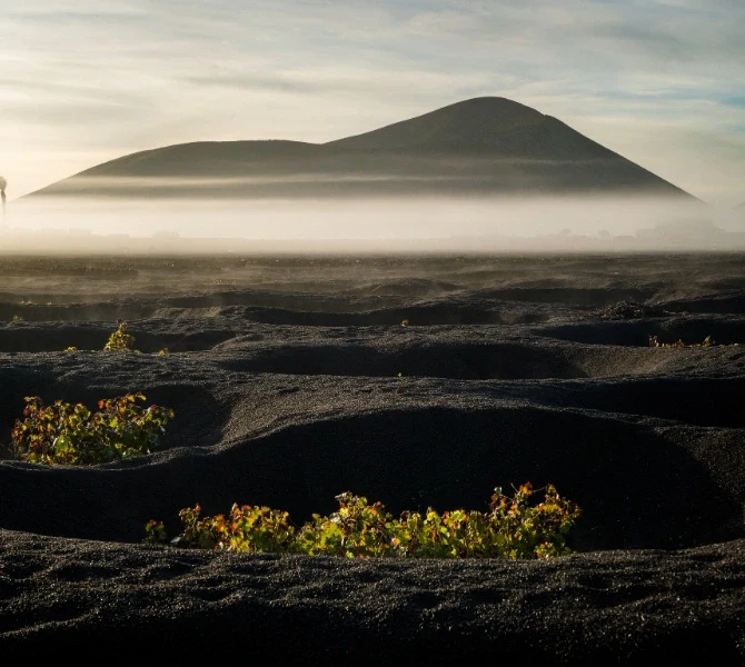 Vinos de Lanzarote