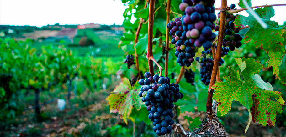 Vinos de Tenerife: Descúbrelos